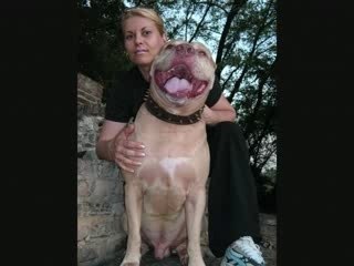 Filmato pitbull...red-conty...2008 italy.wmv