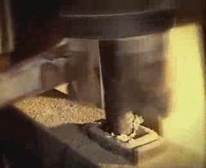 Ergot - extrait de Planete Champignons - Documentaire