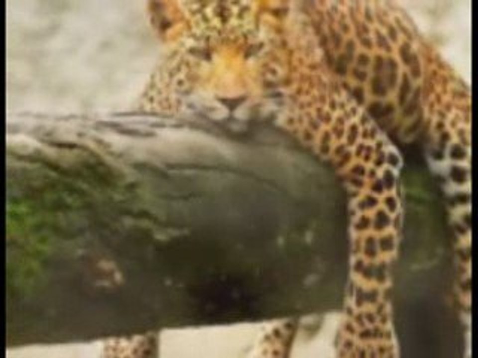 Amor Animal