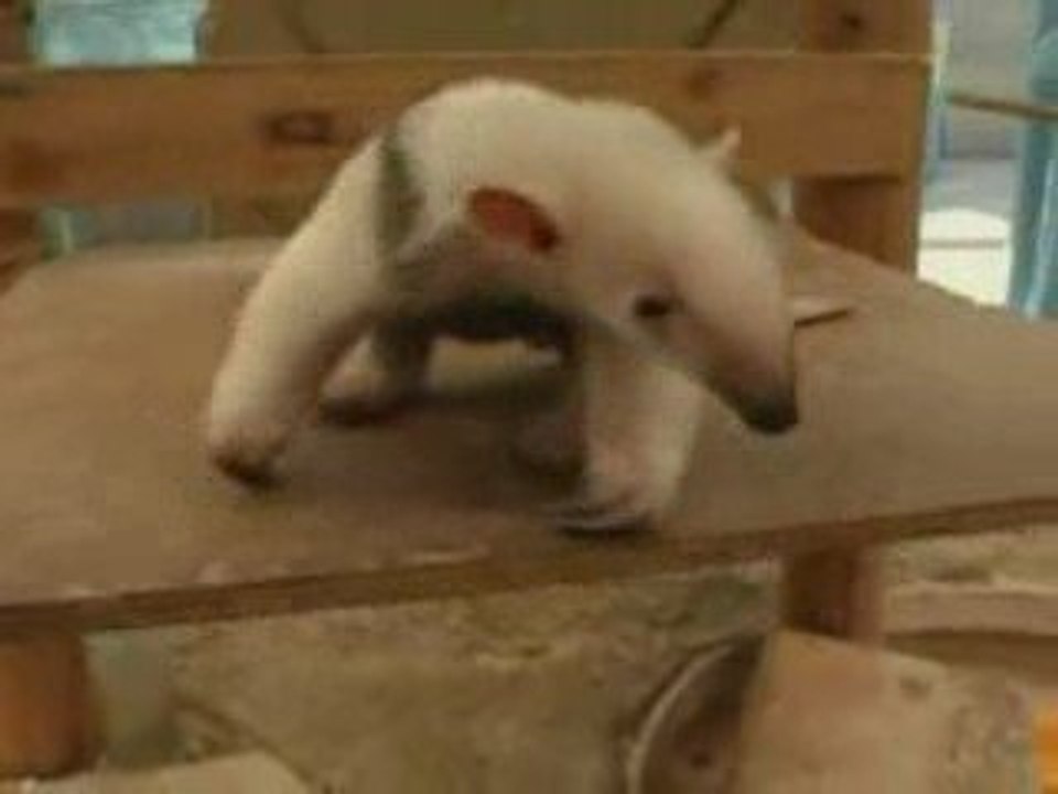 Bébé fourmilier trop mignon au zoo Tokyo