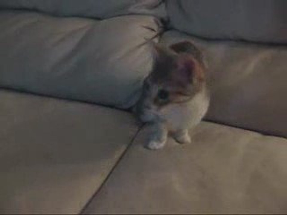 Chat qui se cache dans un canapé