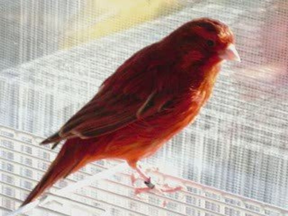 La vie des oiseaux