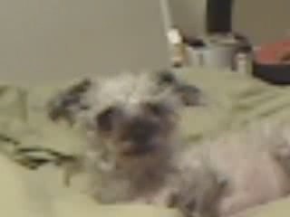 My name is MiniDog and I don't work, Just Sleep!