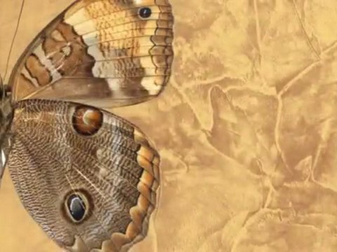 ВЕНЕЦИАНСКАЯ ШТУКАТУРКА мастер классы ДЕКОРАТИВНАЯ ФРЕСКА авторские курсы Киев sites.google.com/site/artfrescodecor/ Artfresco&Decor™Киев - Творческая Мастерская Декора предлагает мастер - классы по Декорированию и Нанесению Декоративной