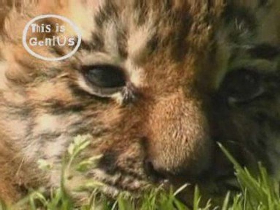 The tiger cub and the sausage dog: Their weird relationship