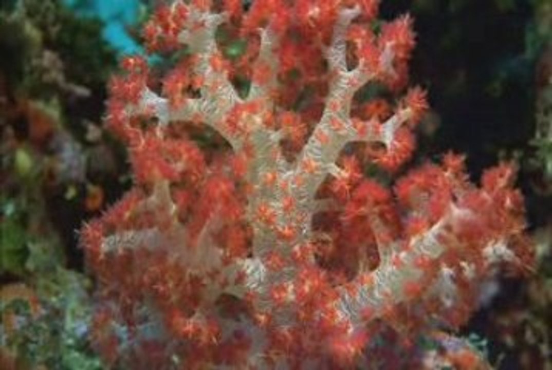 An Ode to the Reef