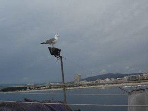 ratus fais rire LA MOUETTE RIEUSE.... (Larus ridibun)