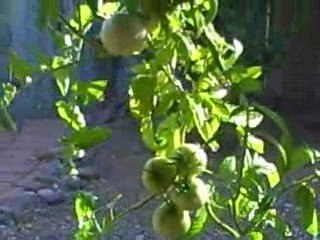 Jesus - There's Something about that Name