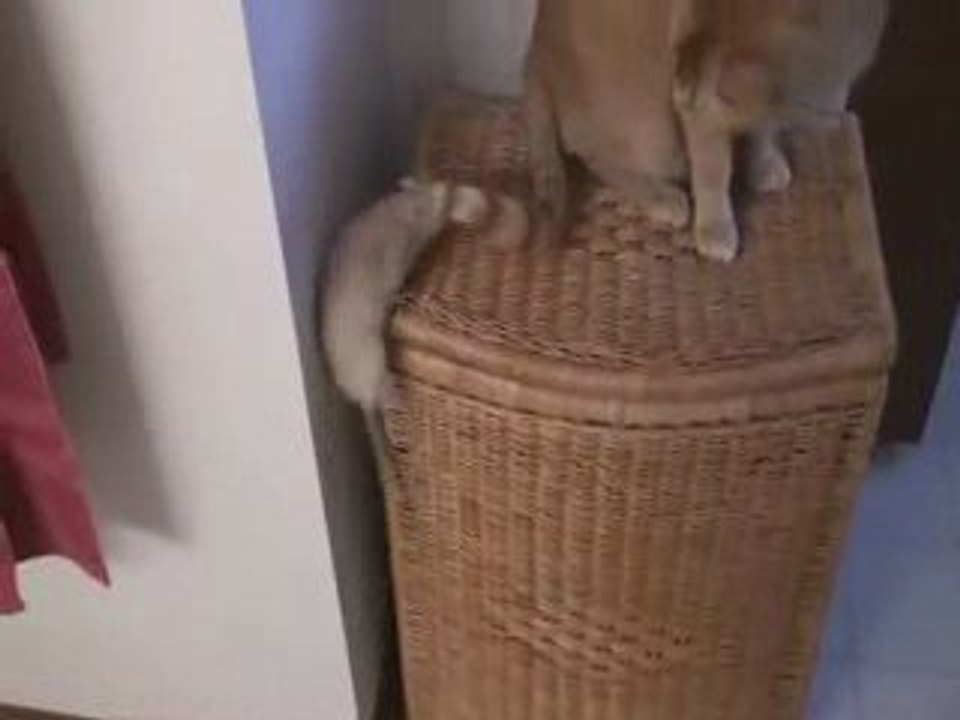 Кошка и мышка