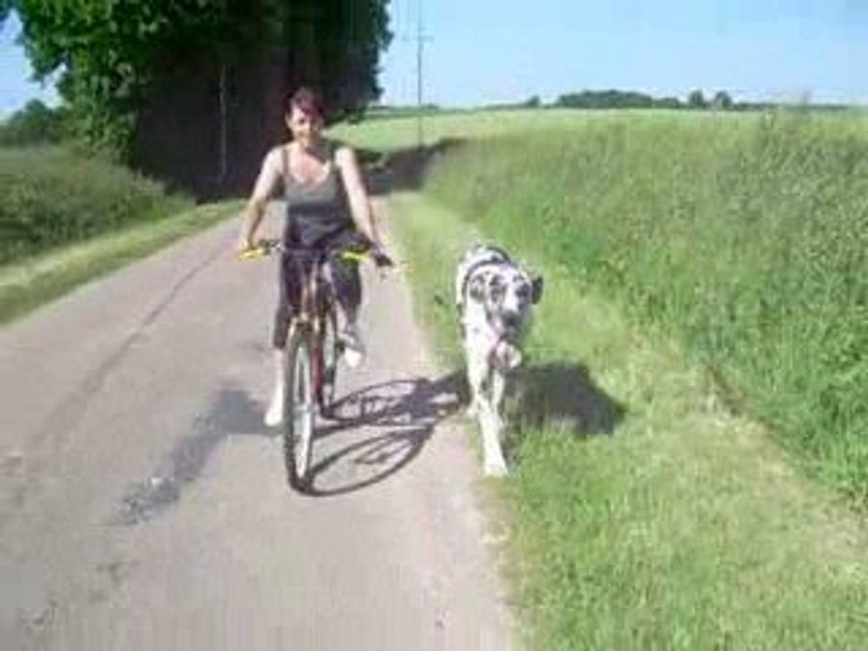 2 08 09 Dogue Allemand Cyrano des Joyaux d'Allythelia