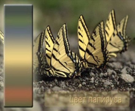 ВЕНЕЦИАНСКАЯ ШТУКАТУРКА мастер классы ДЕКОРАТИВНАЯ ФРЕСКА авторские курсы Киев sites.google.com/site/artfrescodecor/ Artfresco&Decor™Киев - Творческая Мастерская Декора предлагает мастер - классы по Декорированию и Нанесению Декоративной