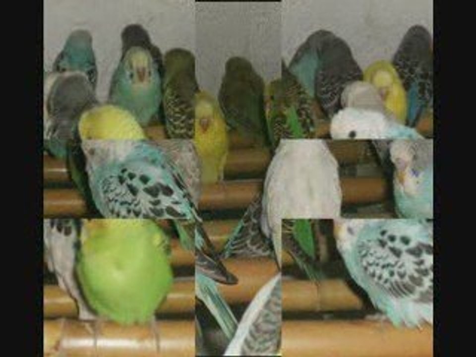 Muhabbet Kuşu, Muhabbet Kuşları