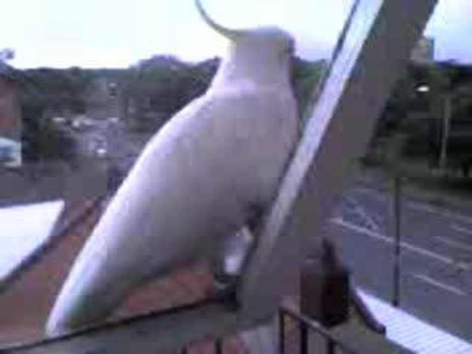 Sydney (04)