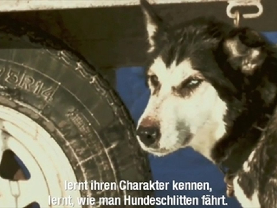 Hundeschlitten fahren und skijöring in canmore, alberta