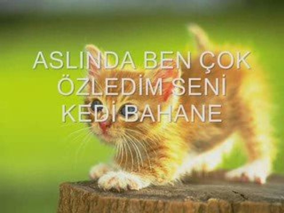 Kedi