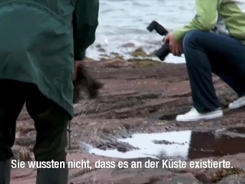 Algen-Geheimnisse an der Küste von Prince Edward Island