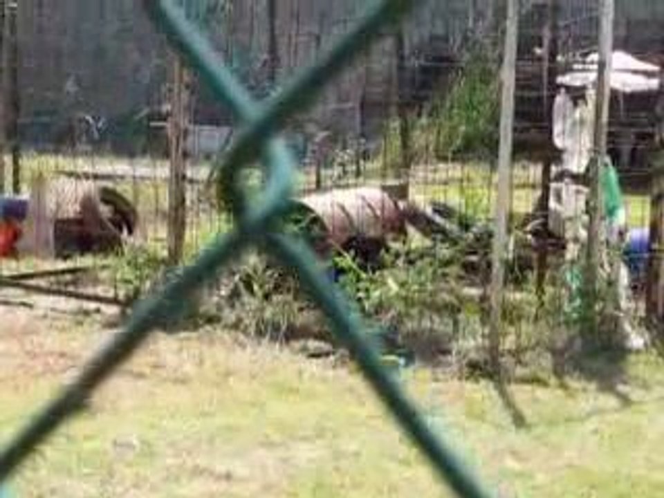 Colfontaine 1/6/2009 progr 2 - terug naar de plaats