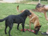 Jeux diuke balloo mes chiens
