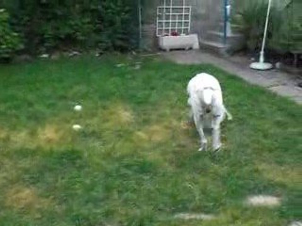 reina fait la folle