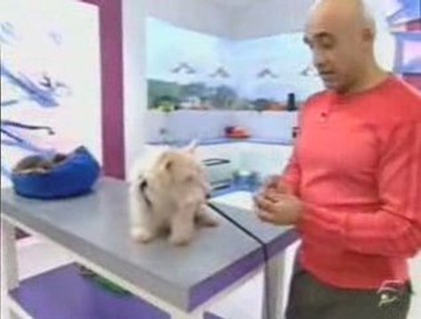 Cuidados dientes mascotas