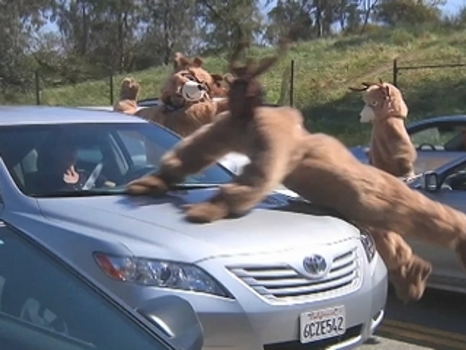 Deer Think Cars are Awesome (a Sunkist® Soda production)