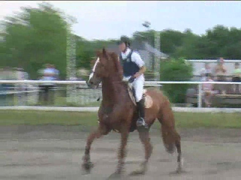 Martin Gruber, Springreiten, Kottingbrunn (2008-064)