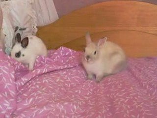 les lapinous et les chons