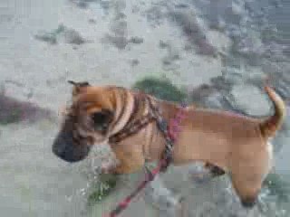 les perles de chine à la mer