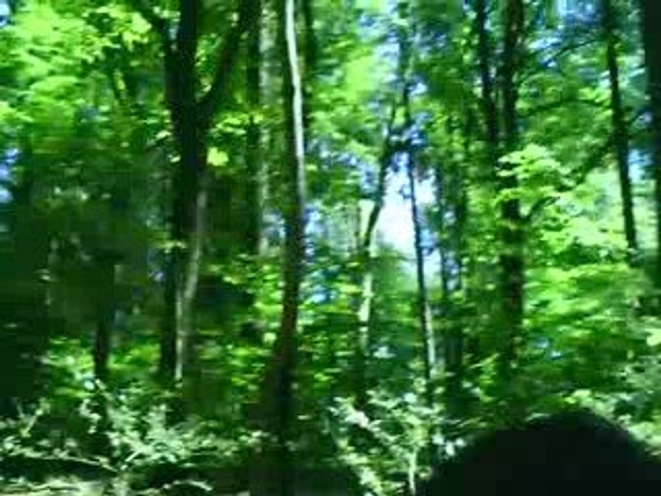 Sortie en forêt C-Jay Prod Bitch feat umberto