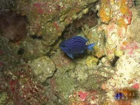 Десять самых удивительных видов флоры и фауны за 2008 год