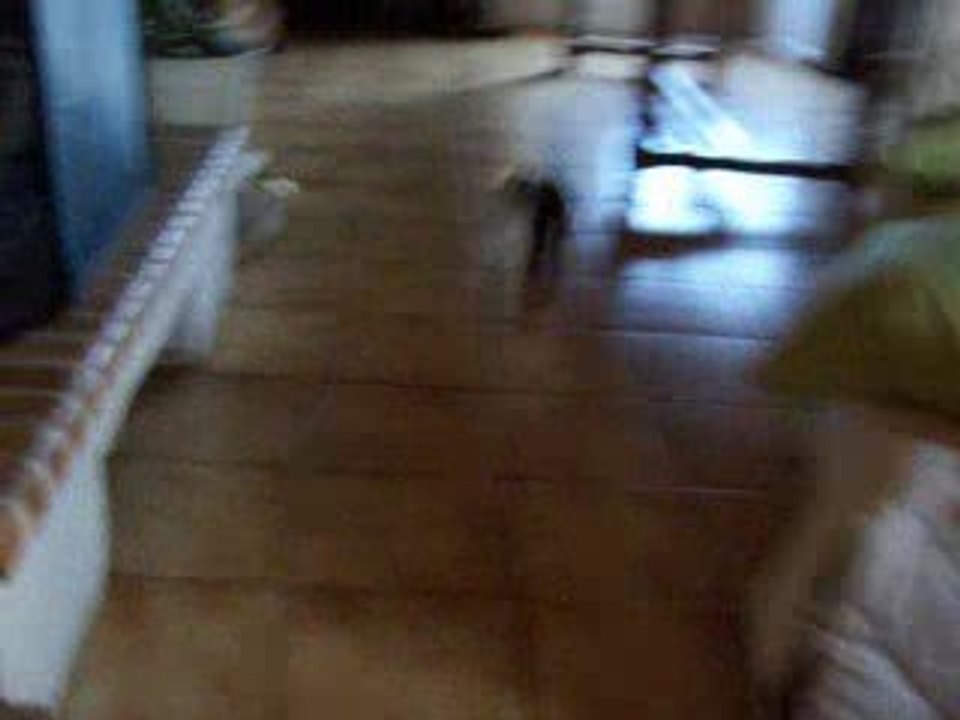 Le furet et la voiture radio commandée