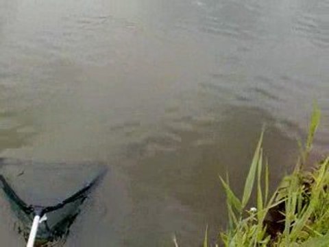 peche a la tanche