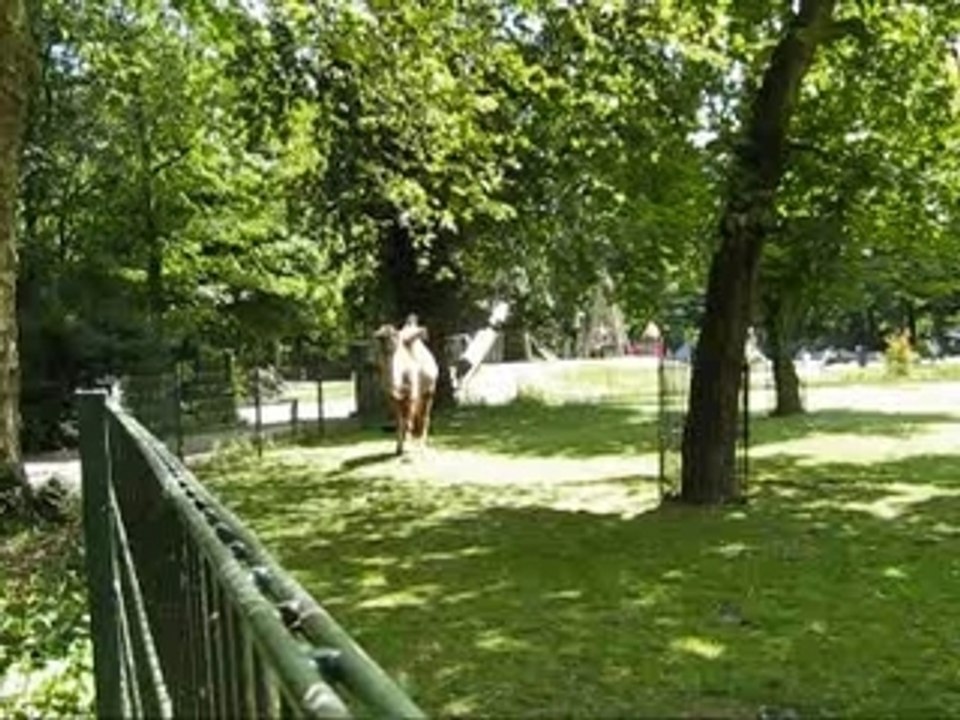Kamelen2