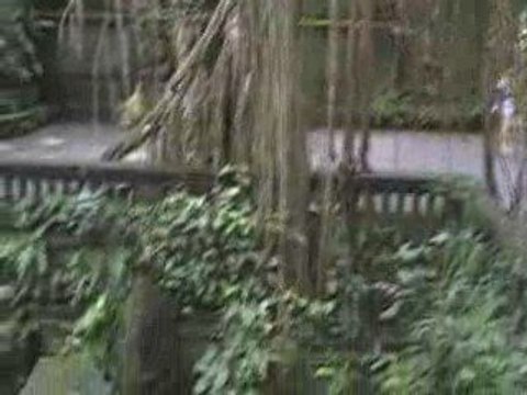 ubud monkey forest bali