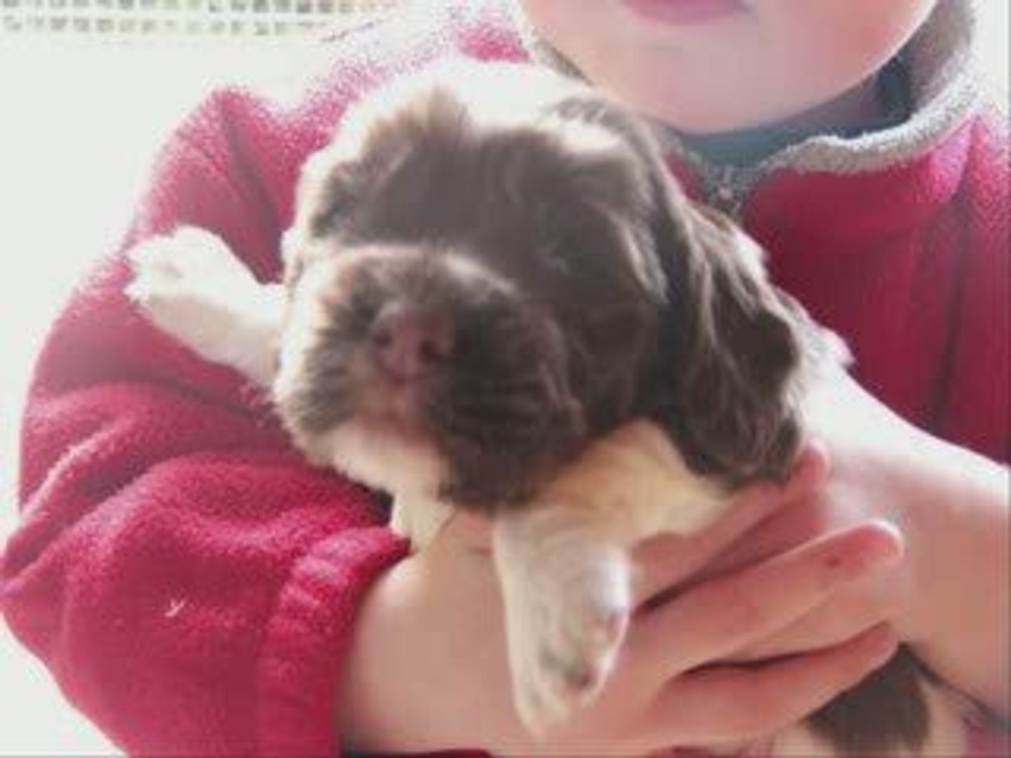 Bebes Springer Anglais Tous Marron Et Blanc Video Dailymotion