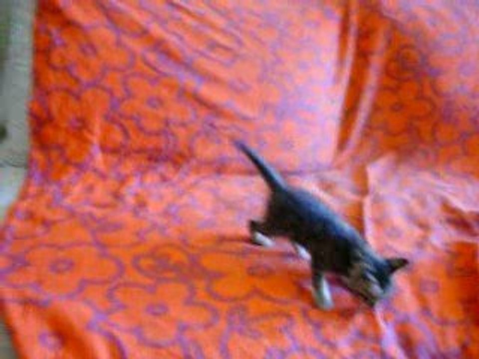 Baby chatons (6)