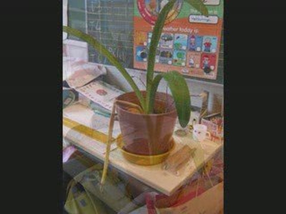 Amaryllis