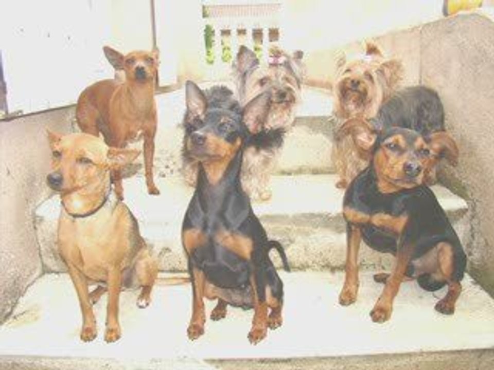 Dina et Biki Pinschfolies Valence