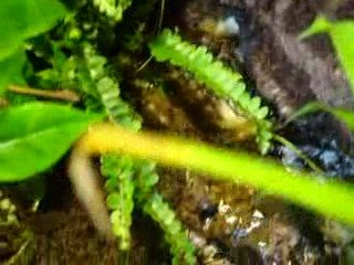 Terrarium pour mes futurs dendro