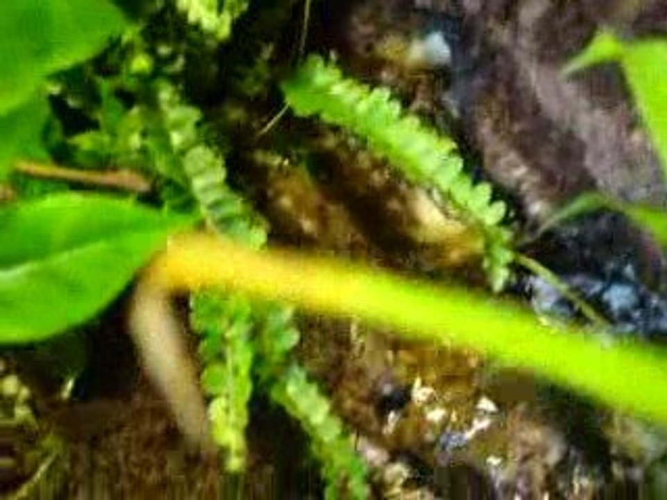 Terrarium pour mes futurs dendro