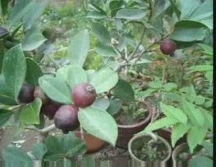 Bonsai Magico - Bunjin - Video 22 - bonsaimagicobunjin.com