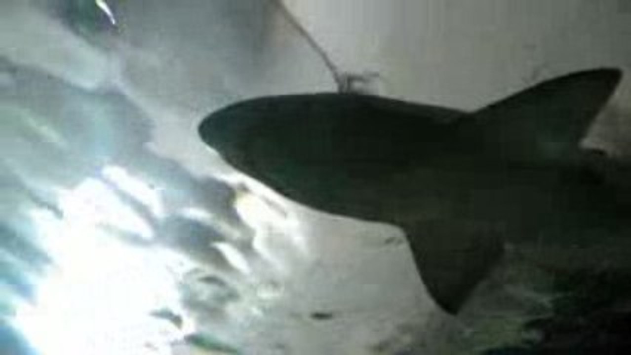 Aquarium de Sydney 5