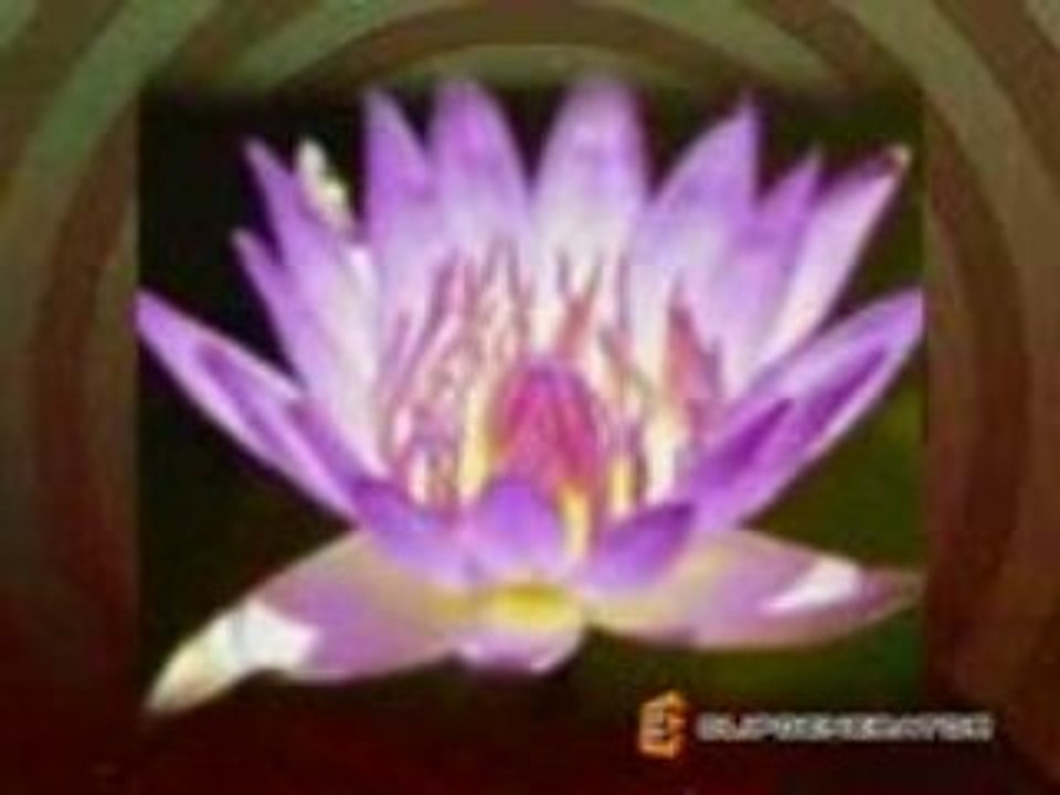 252Blooming flowers_mpeg4
