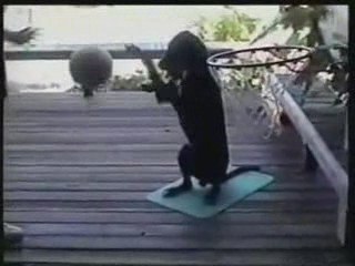 Dog playing basketball