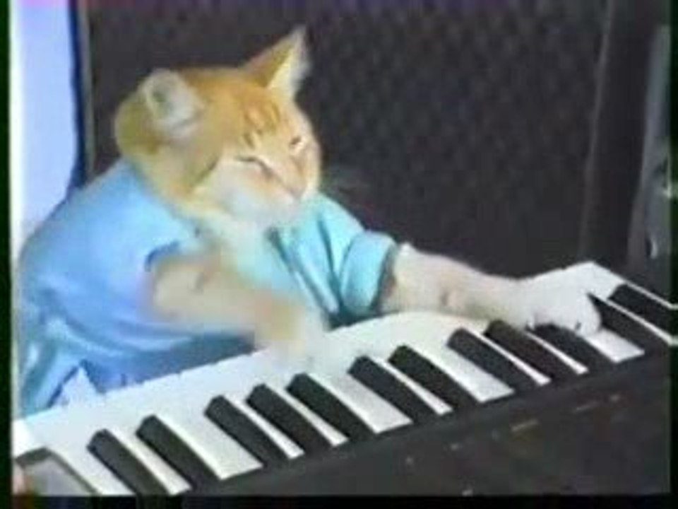 Play Flores Off, Keyboard Cat