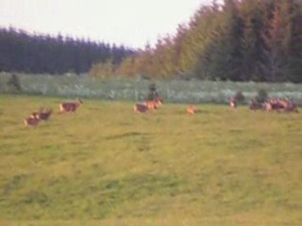 Le gibier dans le cantal
