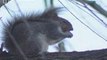 Landowners urged to tackle 'invasion' of grey squirrels