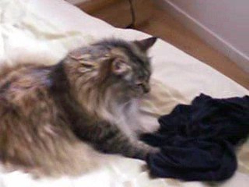 Vénus