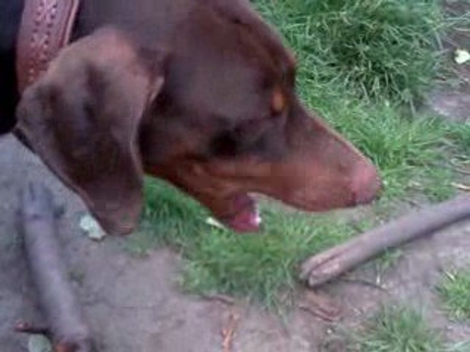 Bibi le castor