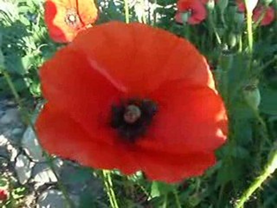coquelicots